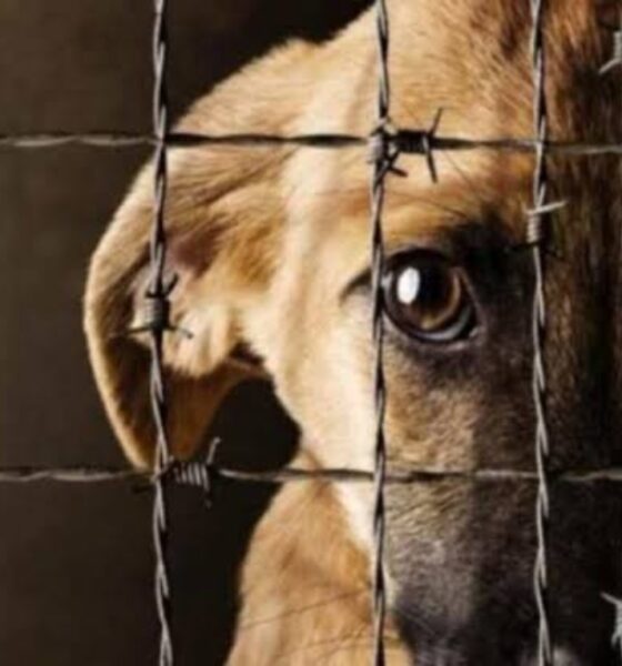 Avanza discusión sobre proyecto de ley para tipificar el maltrato animal como delito penal