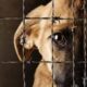 Avanza discusión sobre proyecto de ley para tipificar el maltrato animal como delito penal