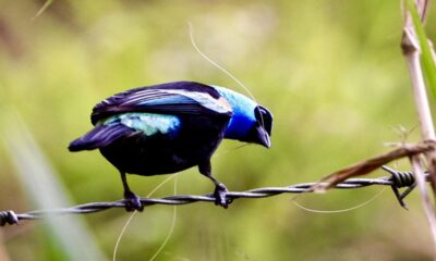 Táchira vivirá el II Congreso Internacional de Avistamiento de Aves