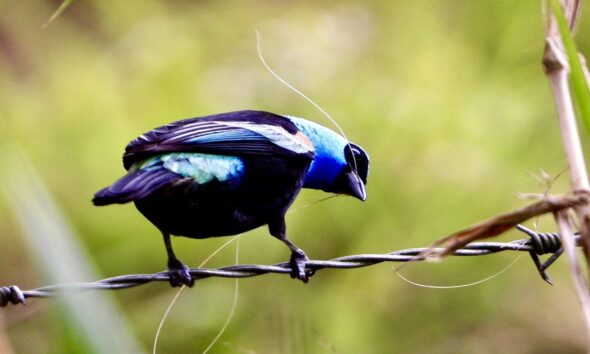 Táchira vivirá el II Congreso Internacional de Avistamiento de Aves