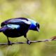 Táchira vivirá el II Congreso Internacional de Avistamiento de Aves